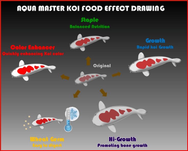 ABKoi Marum neemt koivoer van Aqua master op in het assortiment, foto 4