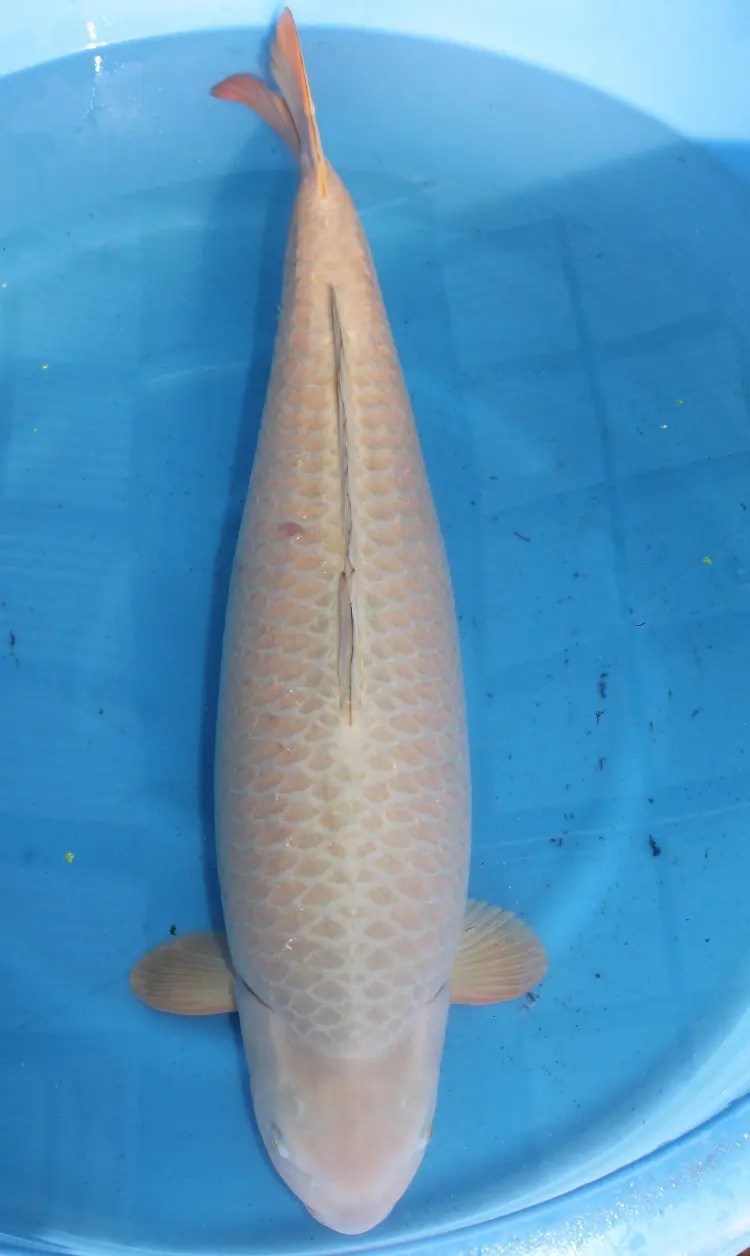 De ontknoping van onze Japanreis met drie meter vis, een 94cm(!) Chagoi. Wat een giganten, wat een ervaring…, foto 11