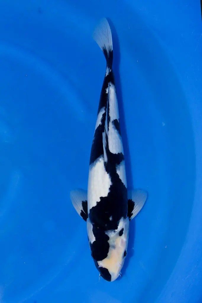 De ontknoping van onze Japanreis met drie meter vis, een 94cm(!) Chagoi. Wat een giganten, wat een ervaring…, foto 3