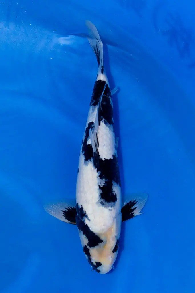 De ontknoping van onze Japanreis met drie meter vis, een 94cm(!) Chagoi. Wat een giganten, wat een ervaring…, foto 4