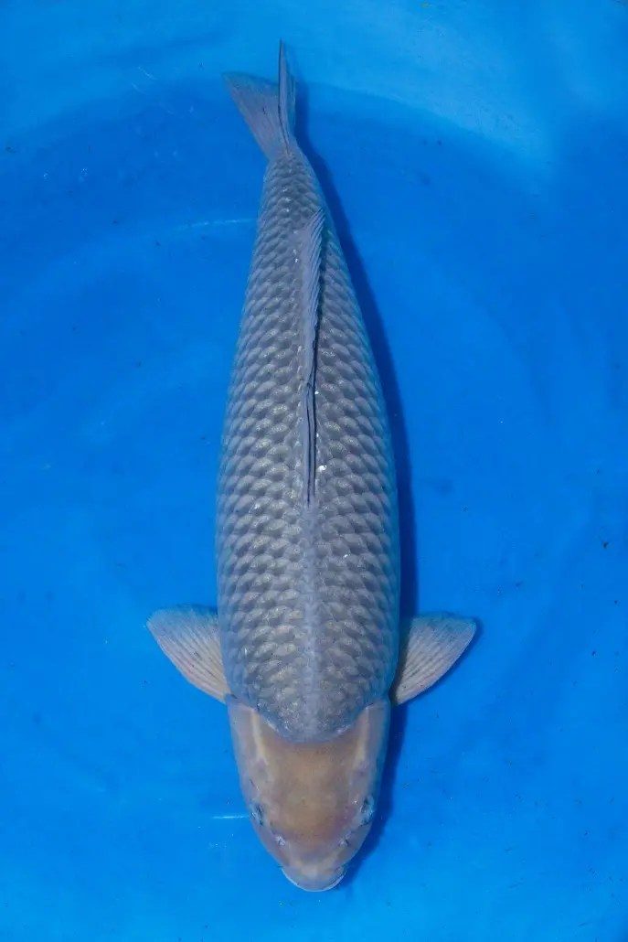 De ontknoping van onze Japanreis met drie meter vis, een 94cm(!) Chagoi. Wat een giganten, wat een ervaring…, foto 5
