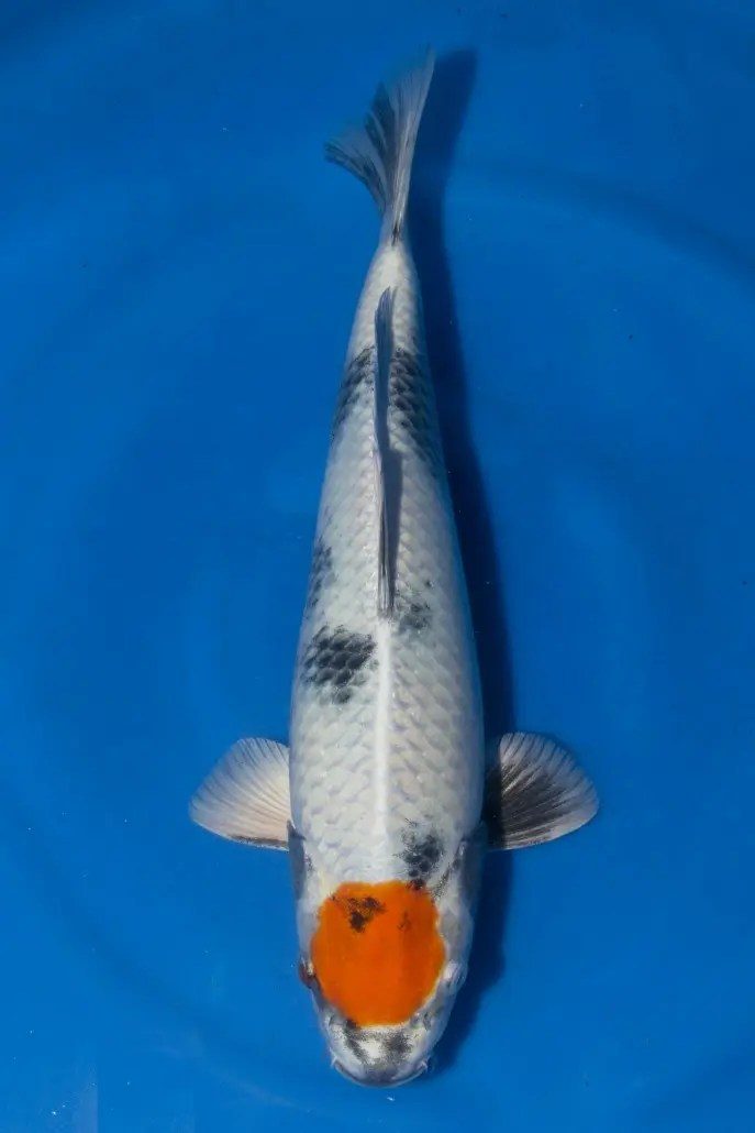 De ontknoping van onze Japanreis met drie meter vis, een 94cm(!) Chagoi. Wat een giganten, wat een ervaring…, foto 7