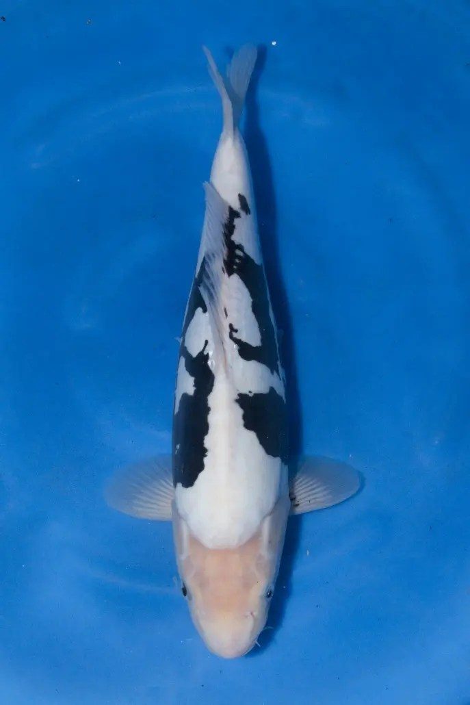 De ontknoping van onze Japanreis met drie meter vis, een 94cm(!) Chagoi. Wat een giganten, wat een ervaring…, foto 8