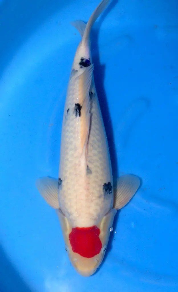 De ontknoping van onze Japanreis met drie meter vis, een 94cm(!) Chagoi. Wat een giganten, wat een ervaring…, foto 9