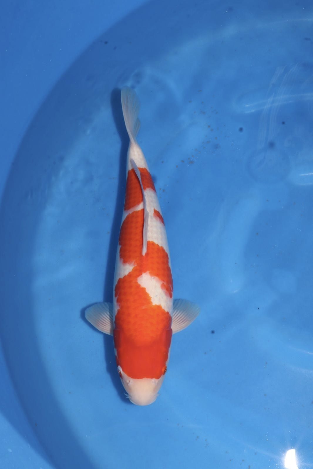Level-up voor AB Koi Marum: tategoi van Yogoro in Azukari, foto 11