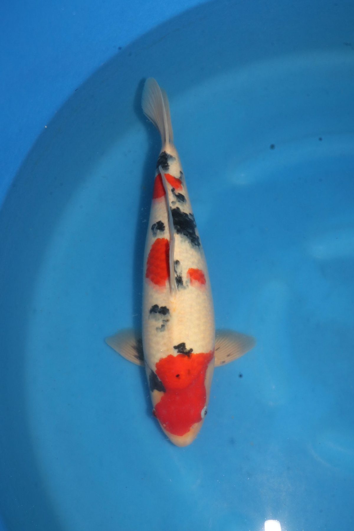 Level-up voor AB Koi Marum: tategoi van Yogoro in Azukari, foto 13