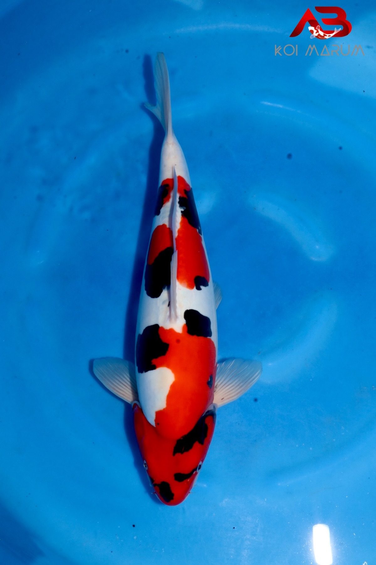 Level-up voor AB Koi Marum: tategoi van Yogoro in Azukari, foto 16