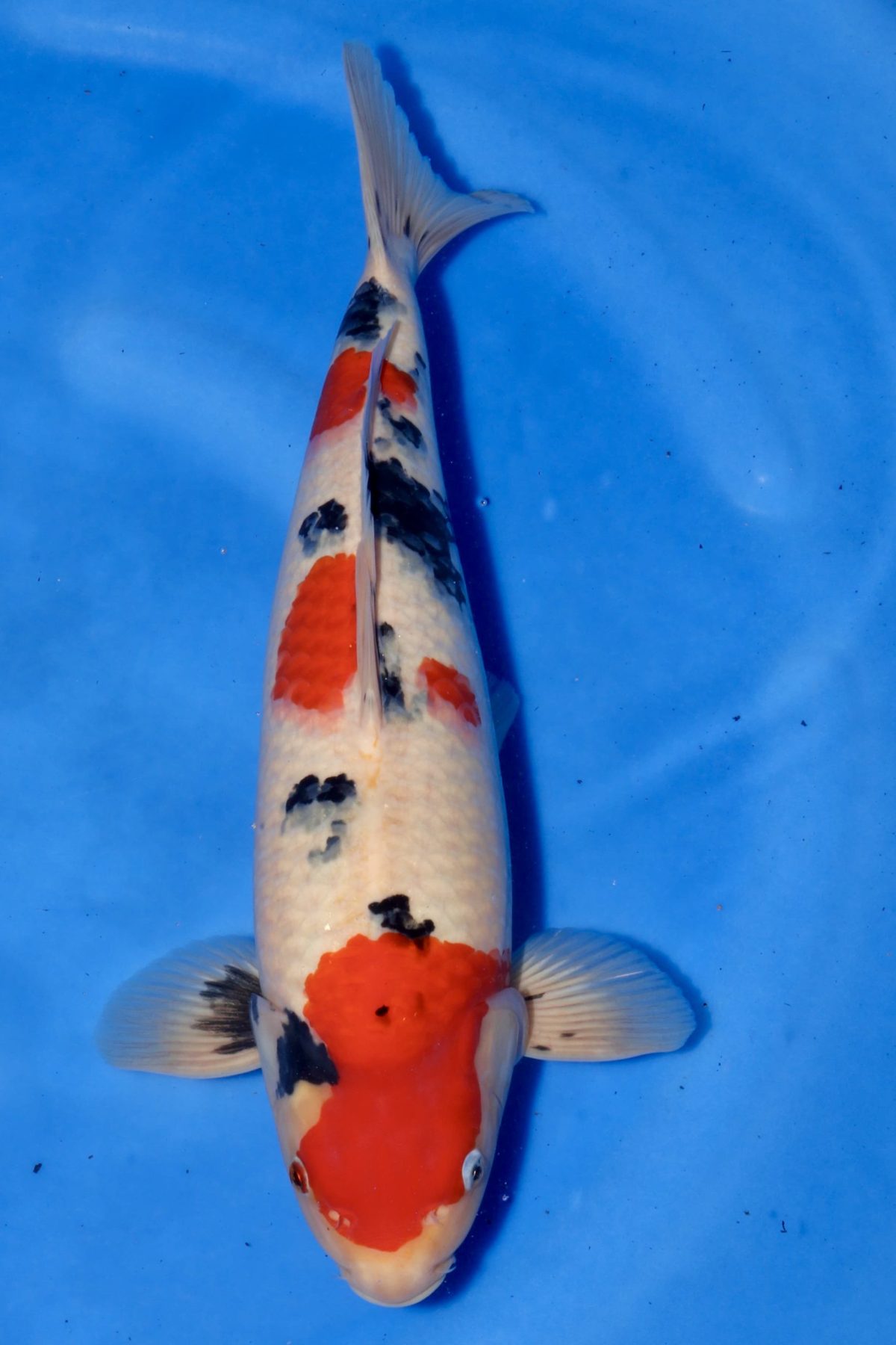 Level-up voor AB Koi Marum: tategoi van Yogoro in Azukari, foto 17