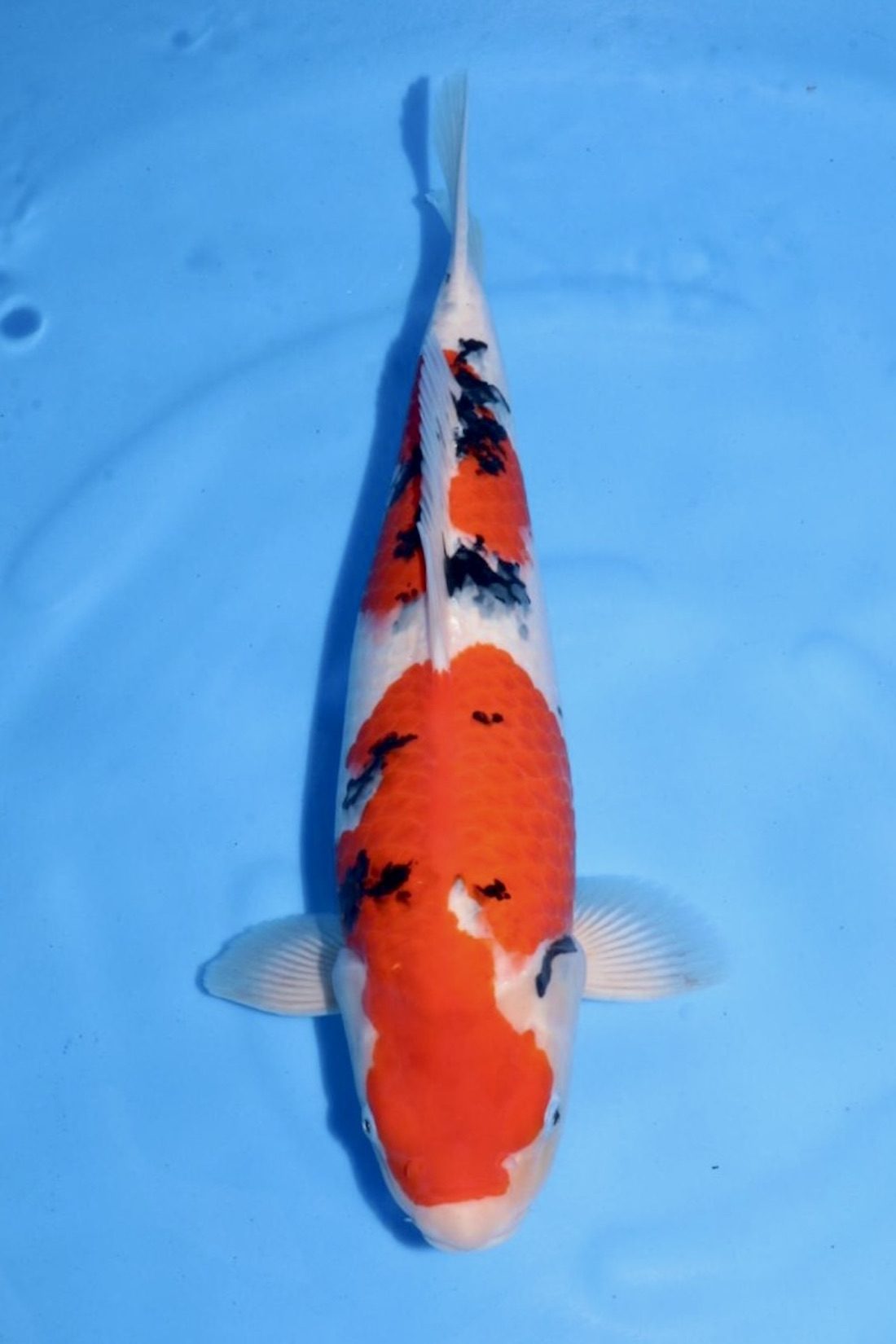 Level-up voor AB Koi Marum: tategoi van Yogoro in Azukari, foto 18