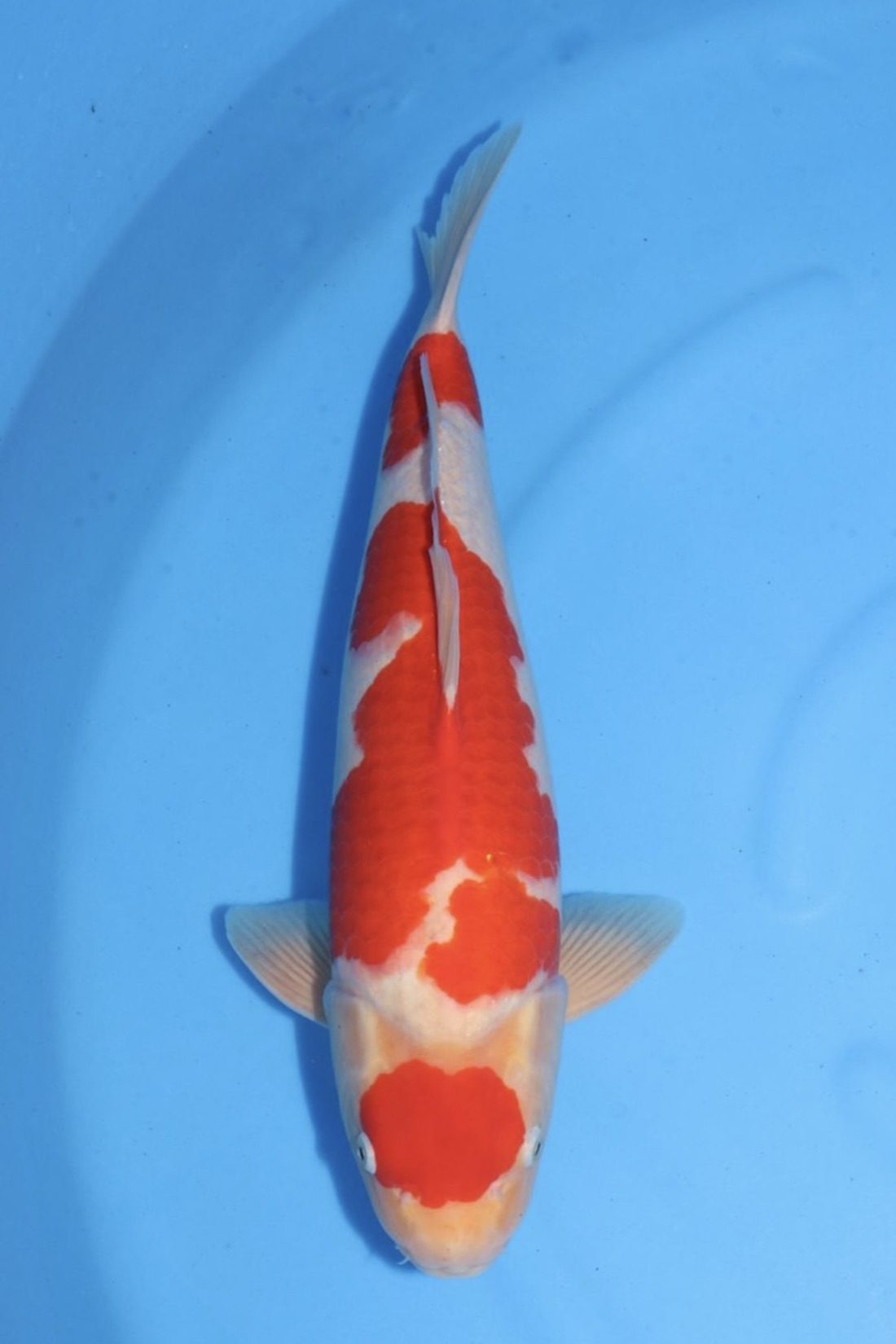 Level-up voor AB Koi Marum: tategoi van Yogoro in Azukari, foto 19