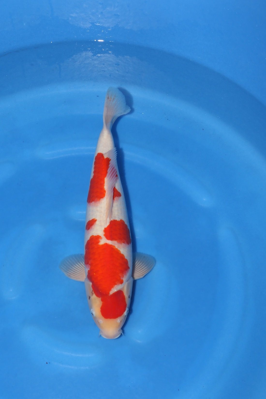 Level-up voor AB Koi Marum: tategoi van Yogoro in Azukari, foto 20