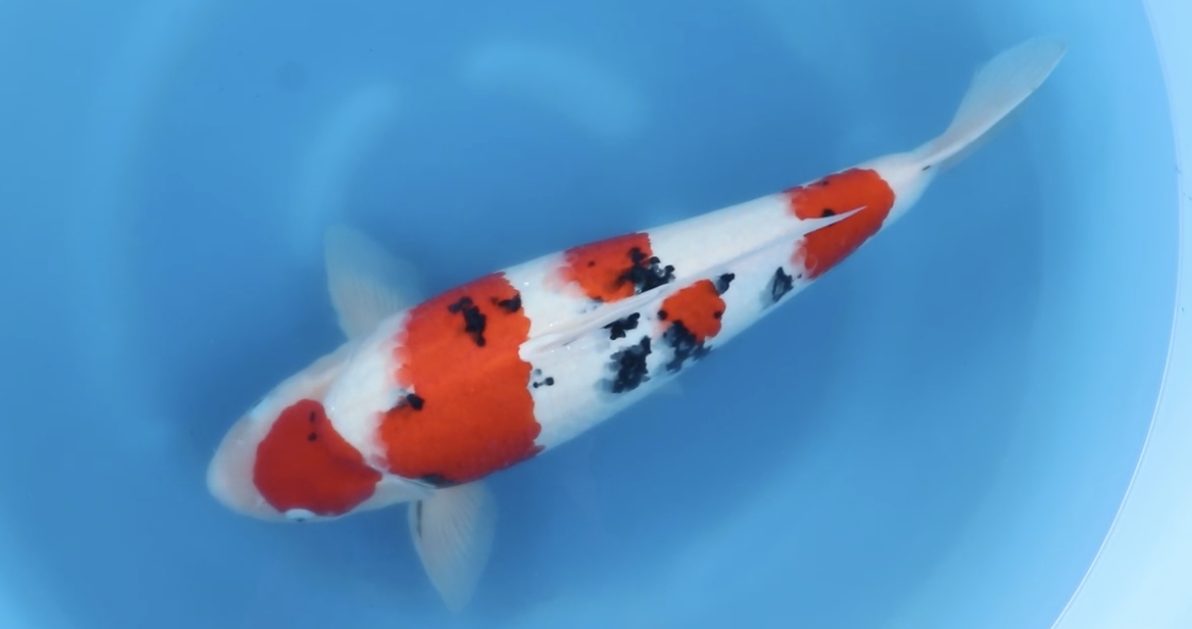 Level-up voor AB Koi Marum: tategoi van Yogoro in Azukari, foto 21