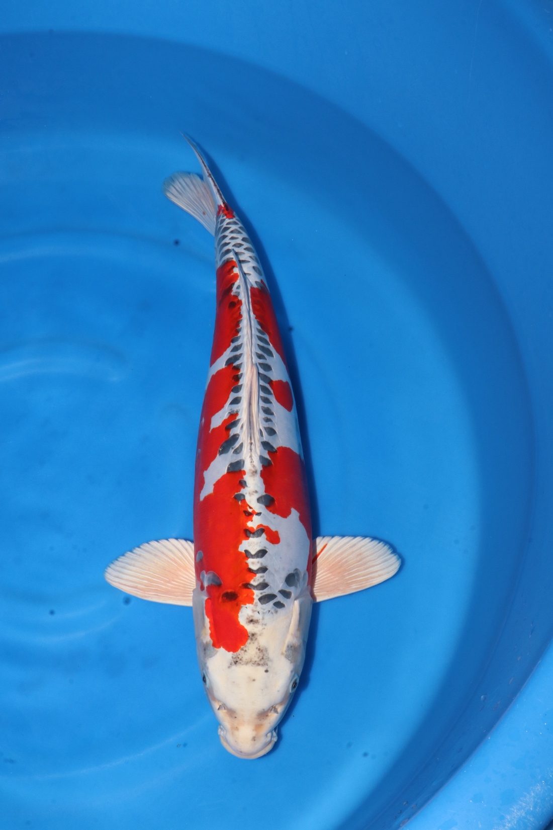 Level-up voor AB Koi Marum: tategoi van Yogoro in Azukari, foto 3