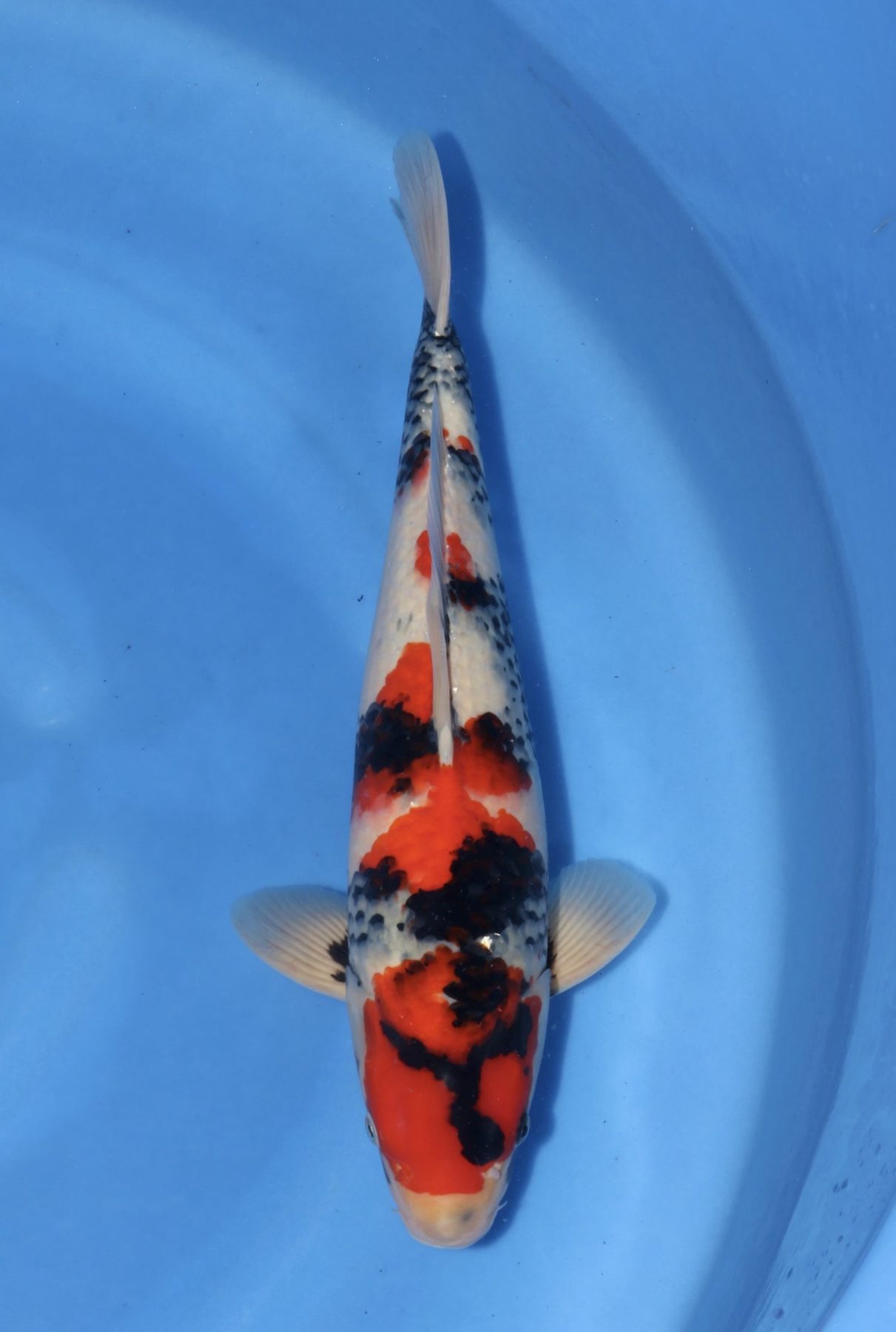 Level-up voor AB Koi Marum: tategoi van Yogoro in Azukari, foto 5