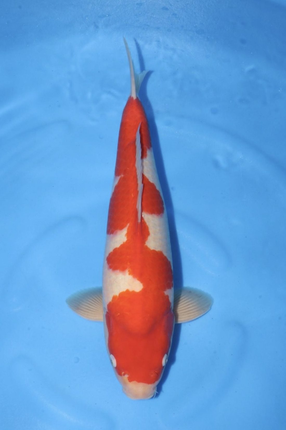 Level-up voor AB Koi Marum: tategoi van Yogoro in Azukari, foto 6