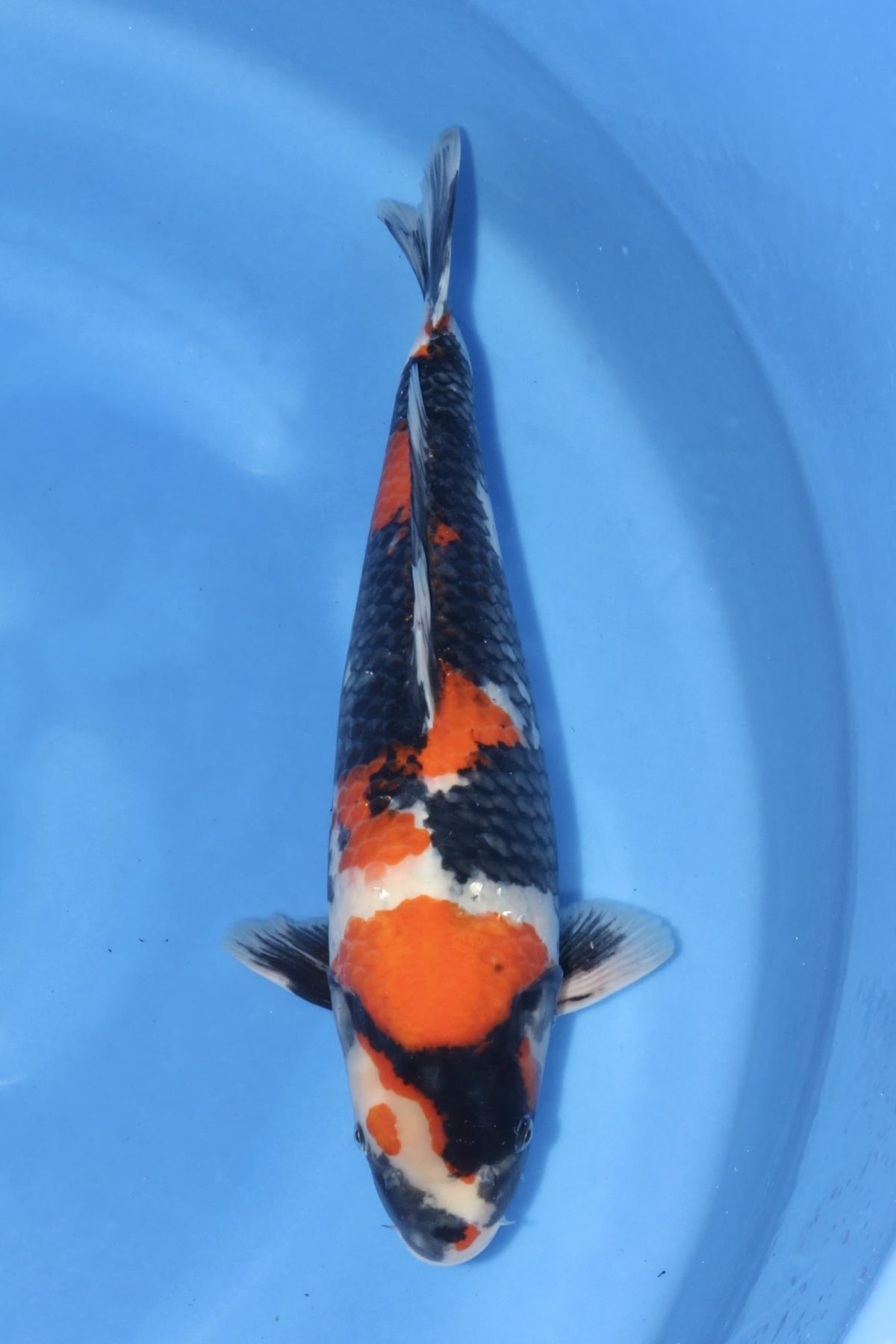 Level-up voor AB Koi Marum: tategoi van Yogoro in Azukari, foto 8
