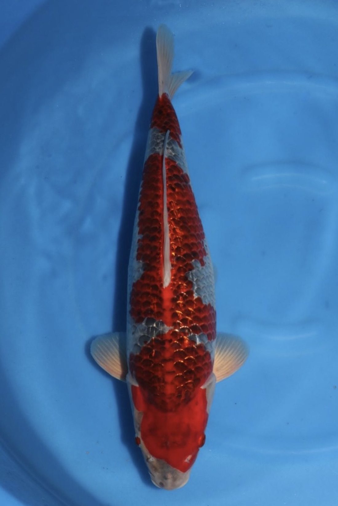 Level-up voor AB Koi Marum: tategoi van Yogoro in Azukari, foto 9