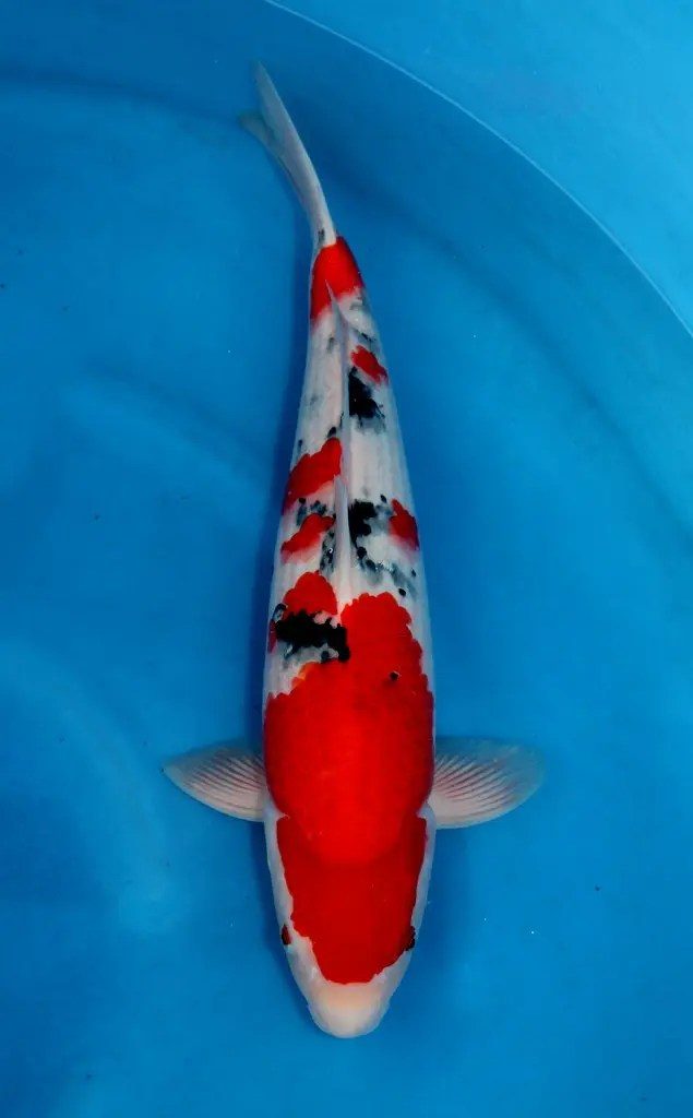Pokkenweer, het belletje van Hoshikin, de krenten van Kansuke en de snaren van een harp, foto 10
