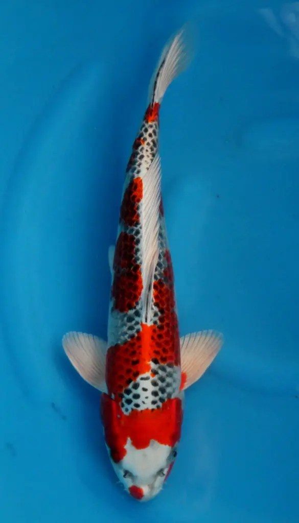 Pokkenweer, het belletje van Hoshikin, de krenten van Kansuke en de snaren van een harp, foto 3