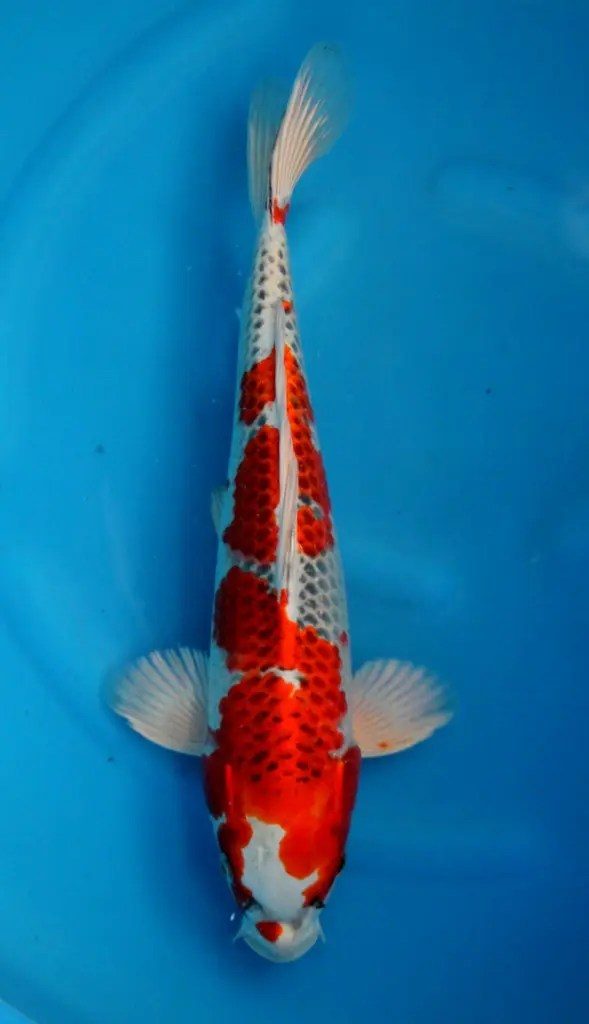 Pokkenweer, het belletje van Hoshikin, de krenten van Kansuke en de snaren van een harp, foto 4