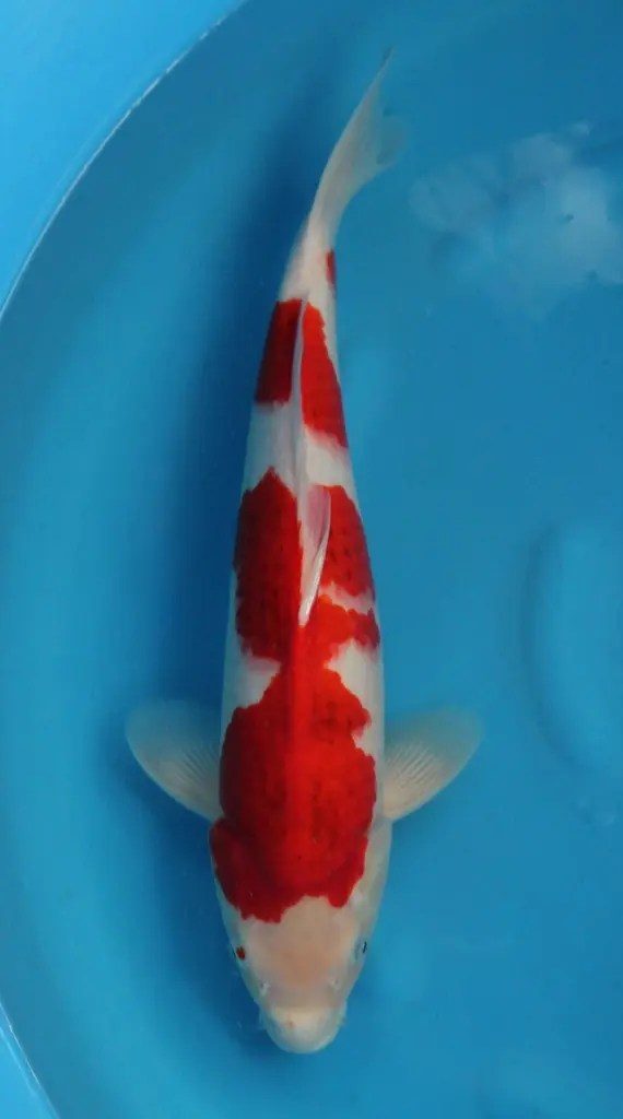 Pokkenweer, het belletje van Hoshikin, de krenten van Kansuke en de snaren van een harp, foto 5