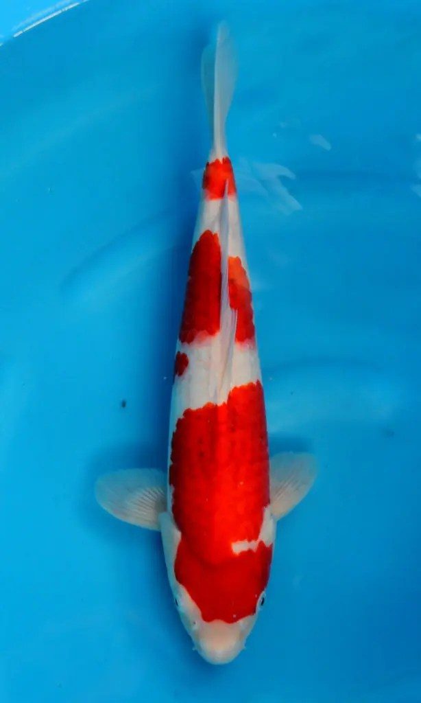 Pokkenweer, het belletje van Hoshikin, de krenten van Kansuke en de snaren van een harp, foto 6