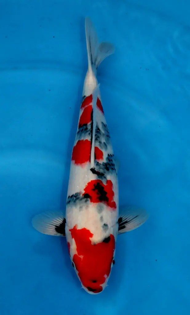 Pokkenweer, het belletje van Hoshikin, de krenten van Kansuke en de snaren van een harp, foto 8