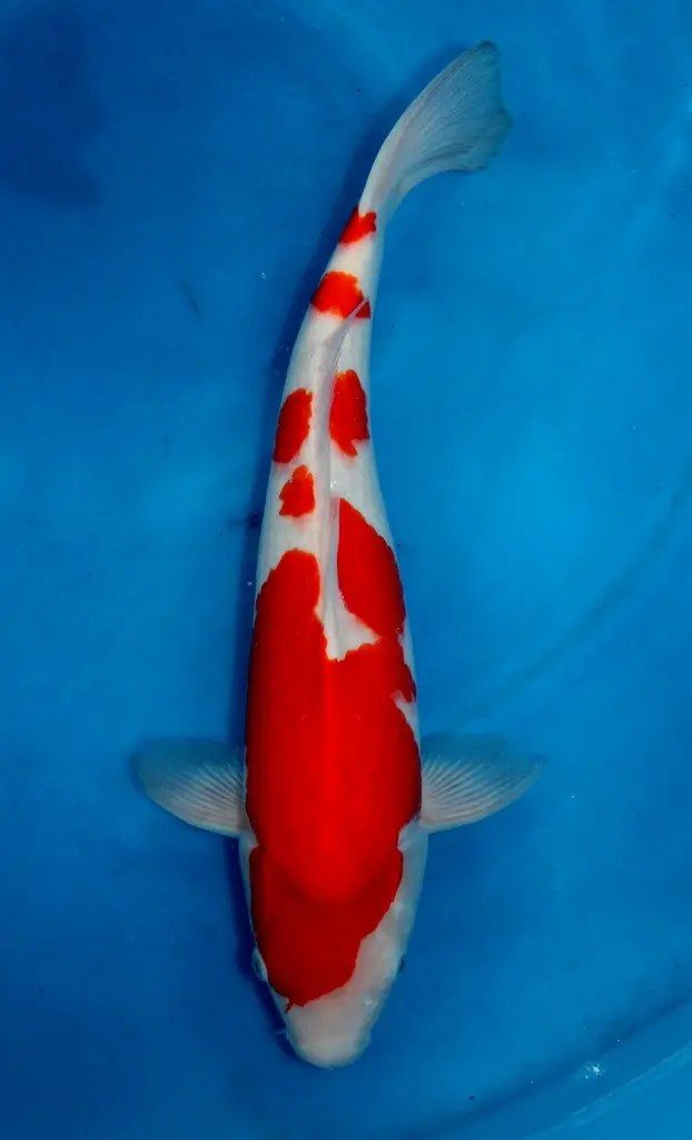 Pokkenweer, het belletje van Hoshikin, de krenten van Kansuke en de snaren van een harp, foto 9