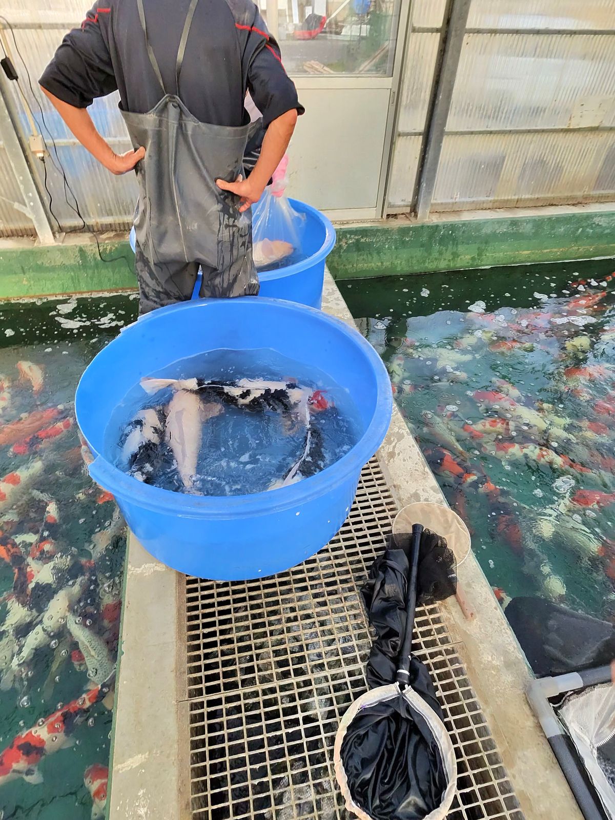 Harken bij Marusei en geluk bij Takatatsu en Aoki, foto 35