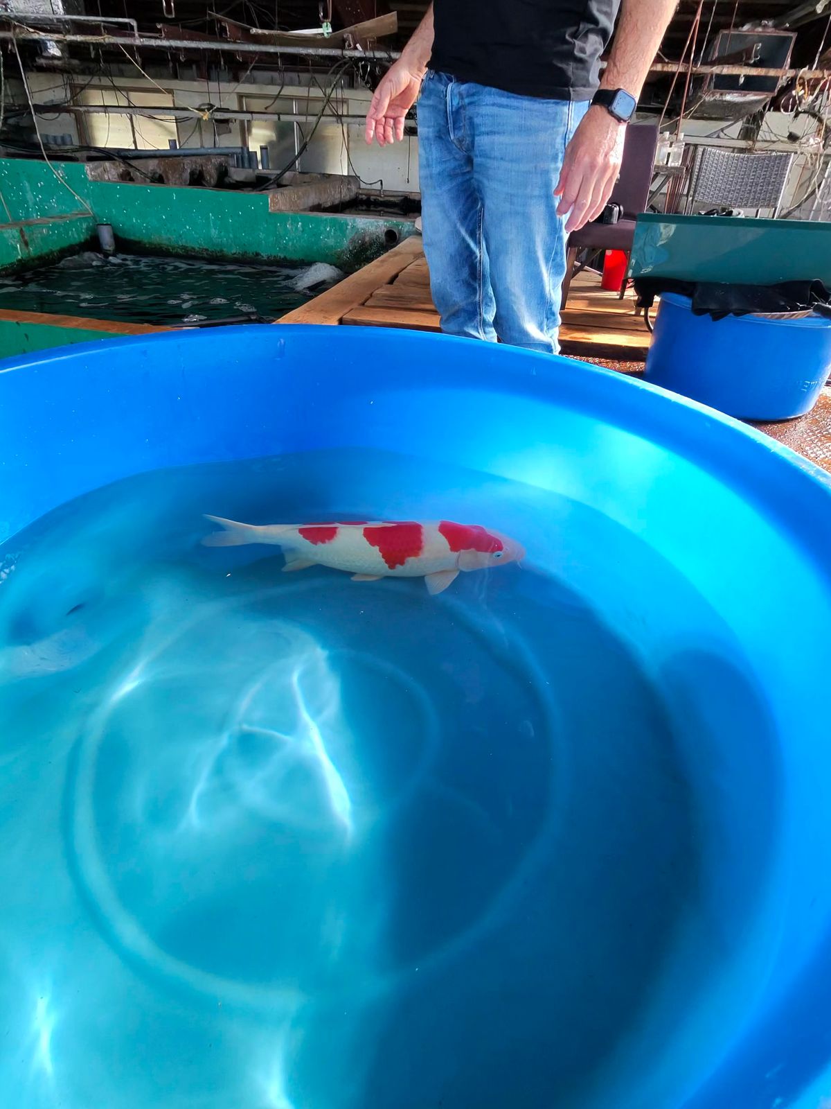 Harken bij Marusei en geluk bij Takatatsu en Aoki, foto 4