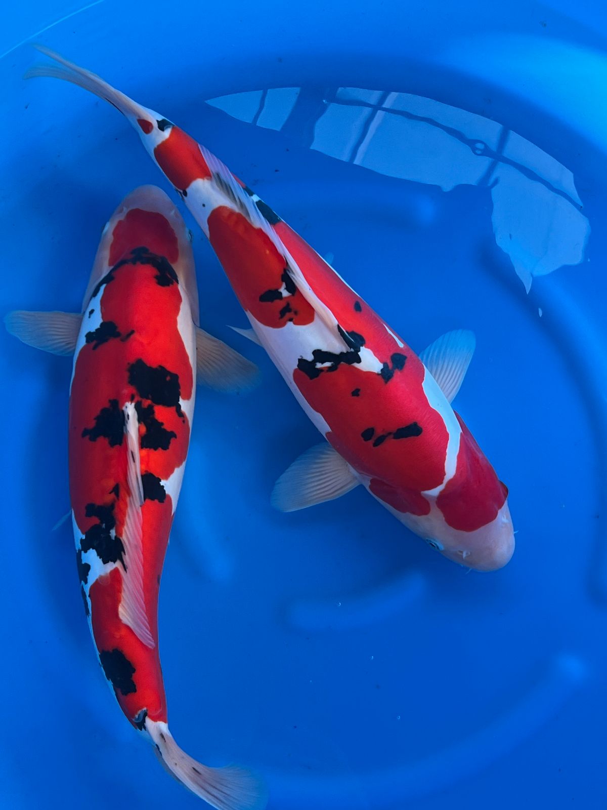 Doitsu Sanke, een top-Showa bij Yoshino en plots een aardbevingsalarm, foto 10