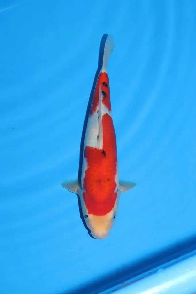 20 scherp geprijsde Sakai Fish Farm Kohaku en Sanke aangekomen in Marum, foto 10