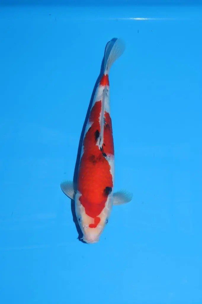 20 scherp geprijsde Sakai Fish Farm Kohaku en Sanke aangekomen in Marum, foto 11
