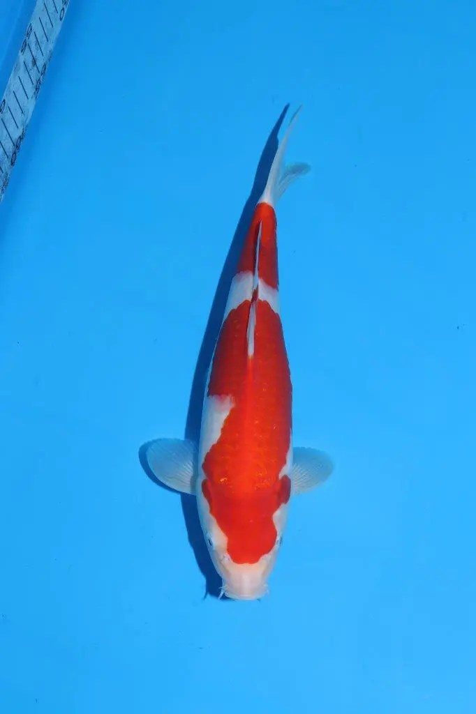 20 scherp geprijsde Sakai Fish Farm Kohaku en Sanke aangekomen in Marum, foto 12