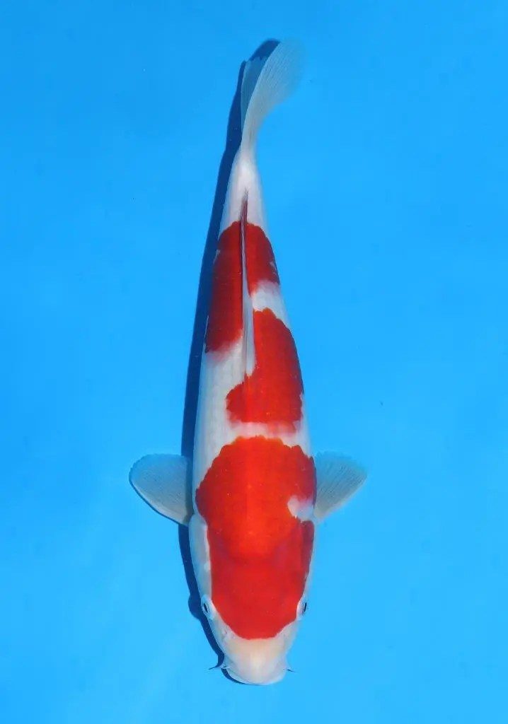 tosai SFF Kohaku