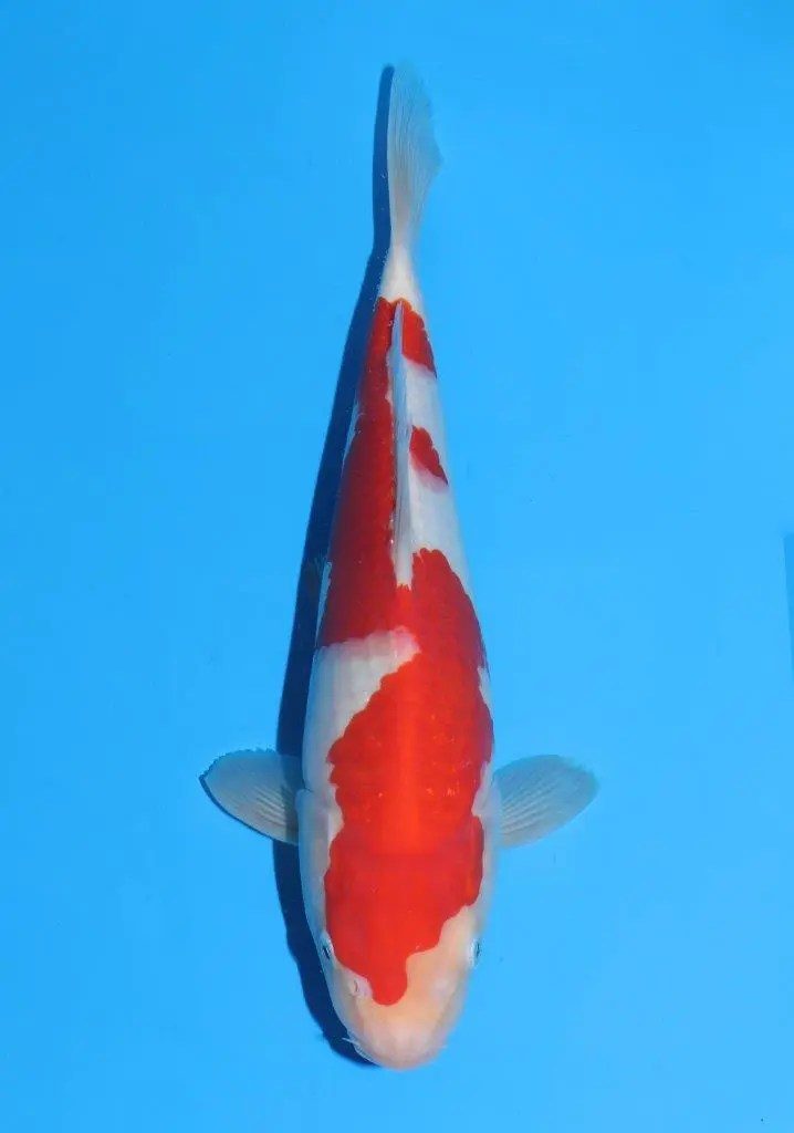 tosai SFF Kohaku