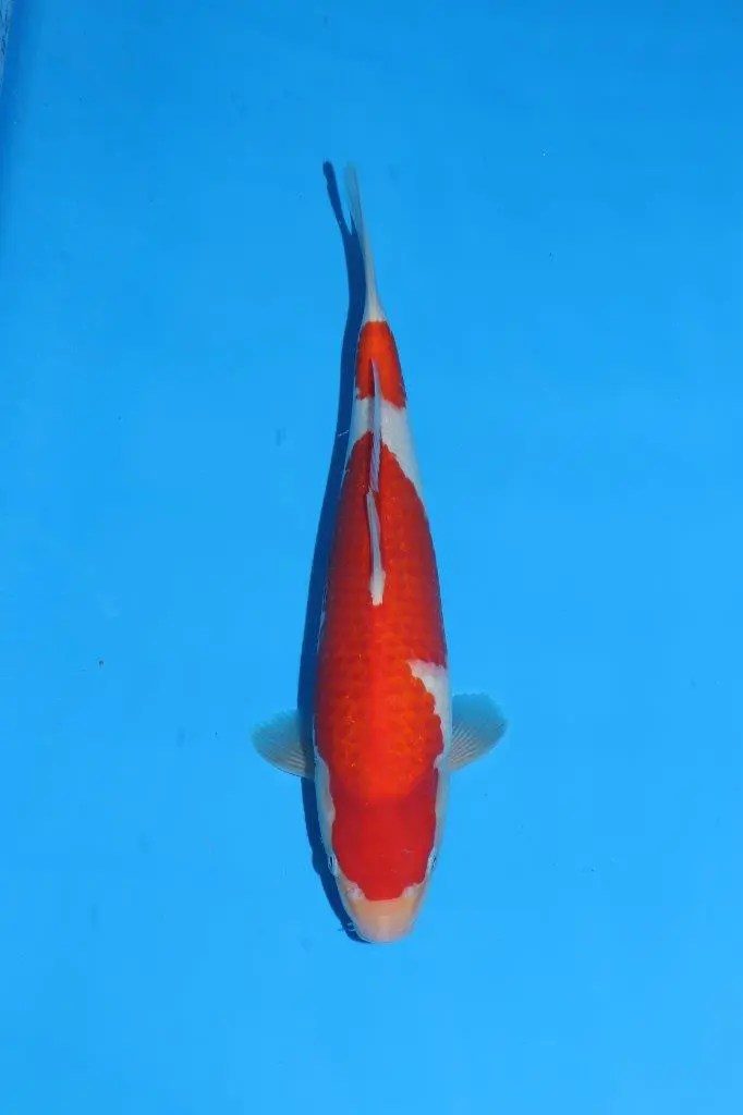 tosai SFF Kohaku
