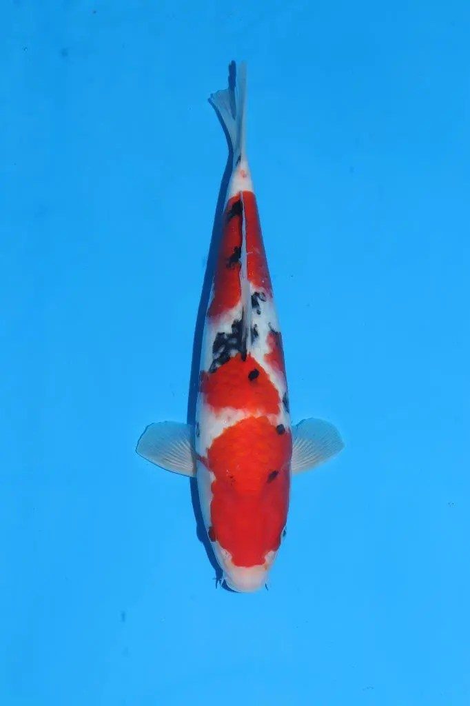 20 scherp geprijsde Sakai Fish Farm Kohaku en Sanke aangekomen in Marum, foto 16