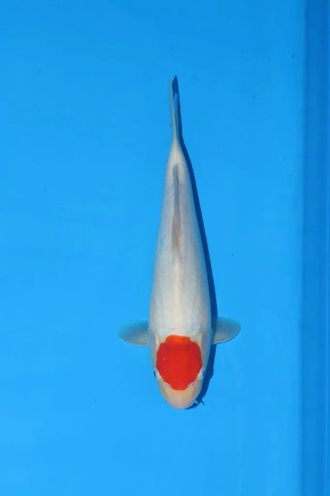 20 scherp geprijsde Sakai Fish Farm Kohaku en Sanke aangekomen in Marum, foto 17