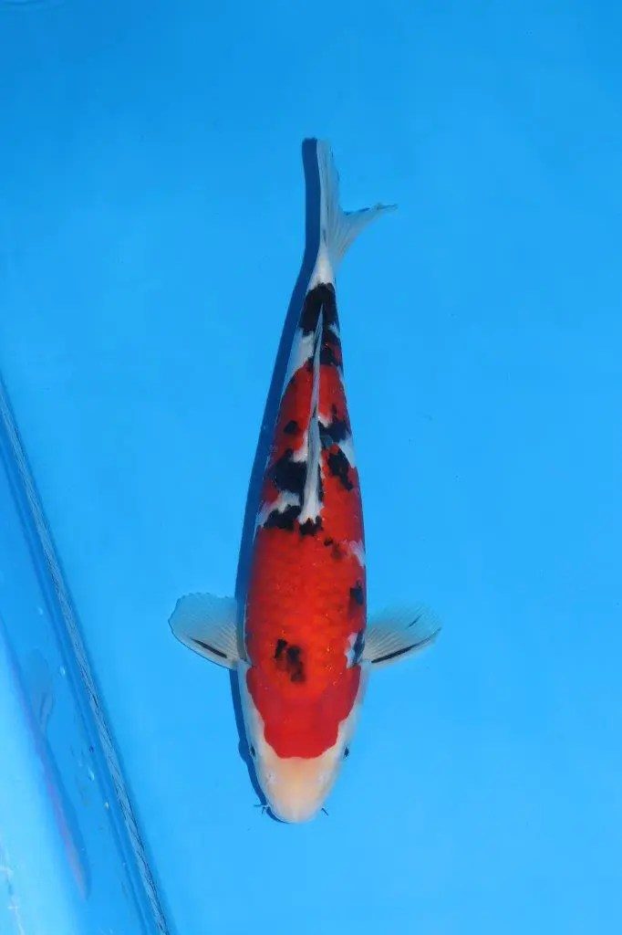20 scherp geprijsde Sakai Fish Farm Kohaku en Sanke aangekomen in Marum, foto 18