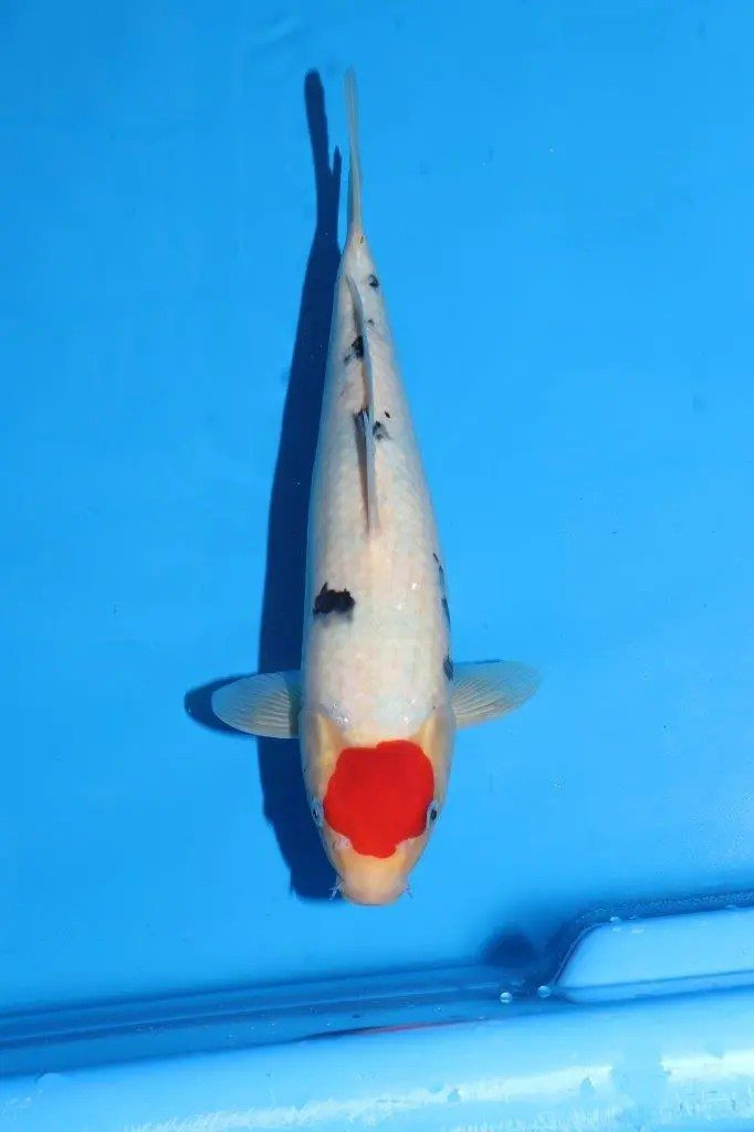 20 scherp geprijsde Sakai Fish Farm Kohaku en Sanke aangekomen in Marum, foto 19