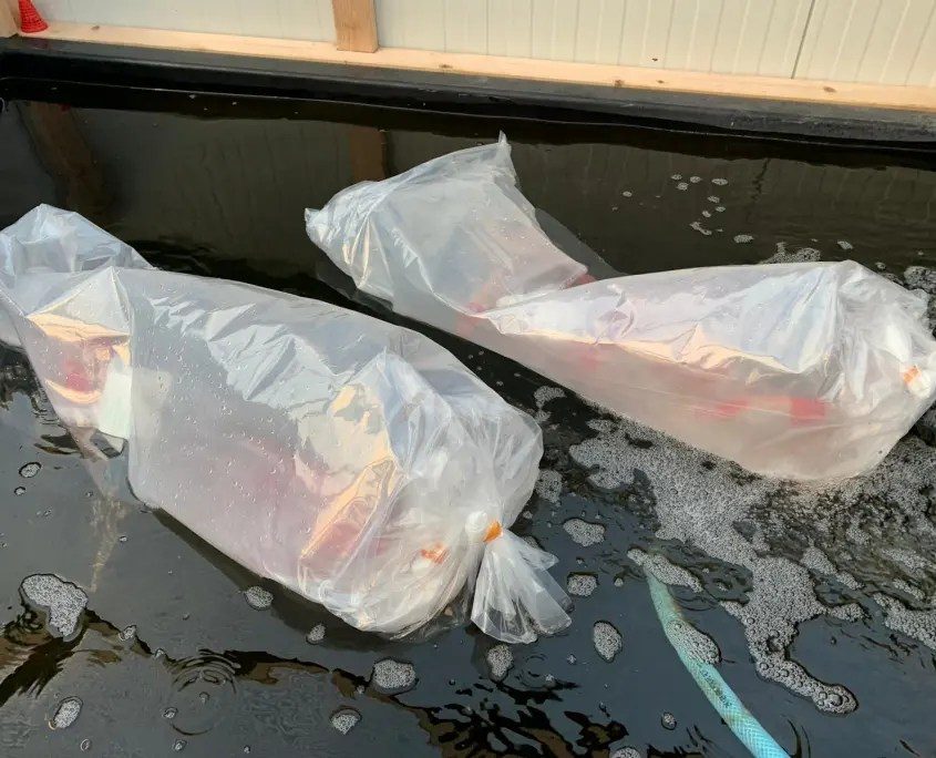 20 scherp geprijsde Sakai Fish Farm Kohaku en Sanke aangekomen in Marum, foto 20