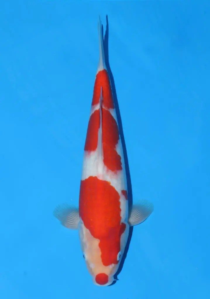 20 scherp geprijsde Sakai Fish Farm Kohaku en Sanke aangekomen in Marum, foto 3