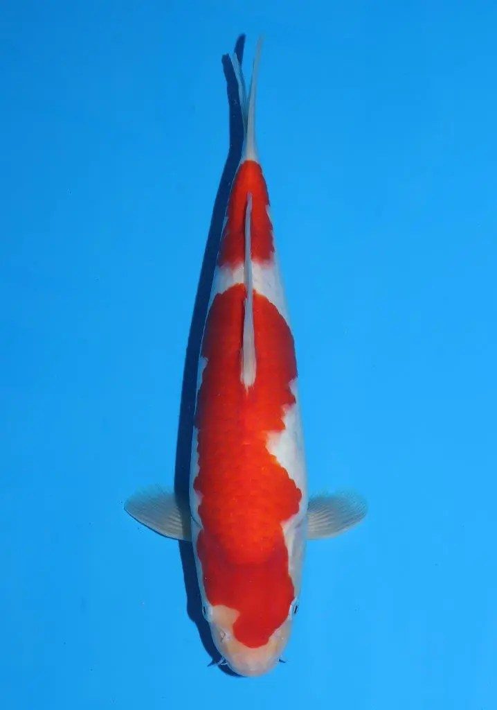 20 scherp geprijsde Sakai Fish Farm Kohaku en Sanke aangekomen in Marum, foto 4
