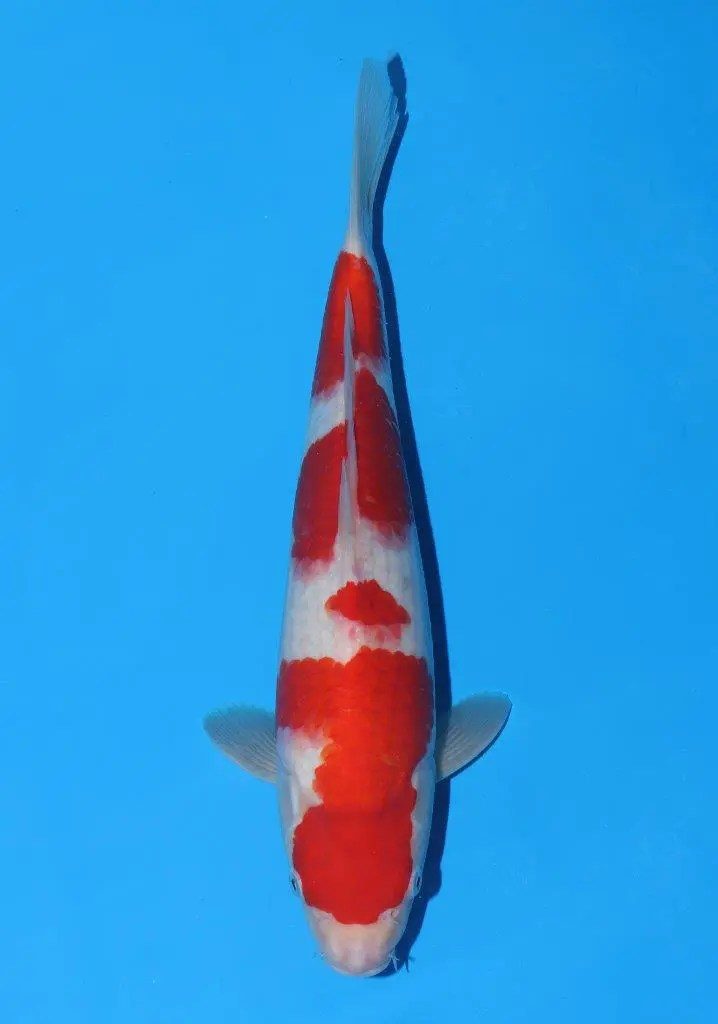 20 scherp geprijsde Sakai Fish Farm Kohaku en Sanke aangekomen in Marum, foto 5