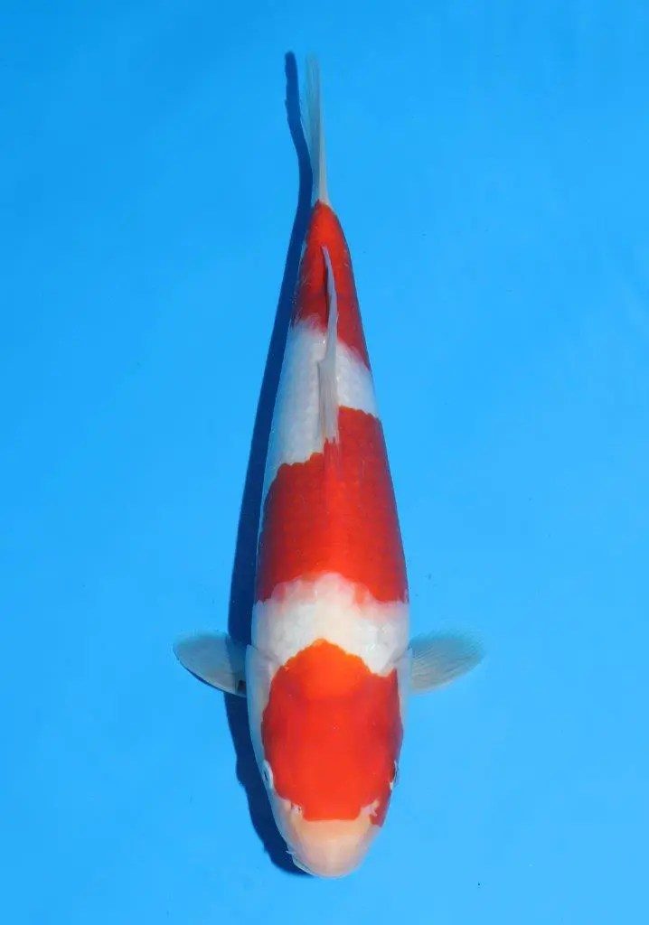 20 scherp geprijsde Sakai Fish Farm Kohaku en Sanke aangekomen in Marum, foto 6