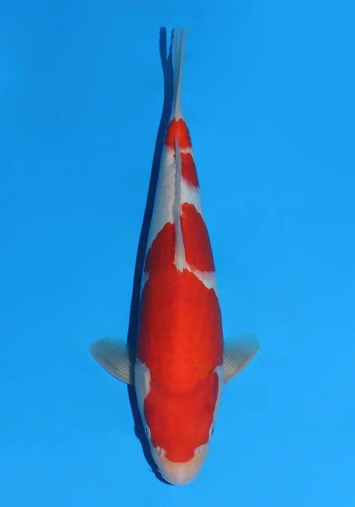 20 scherp geprijsde Sakai Fish Farm Kohaku en Sanke aangekomen in Marum, foto 8