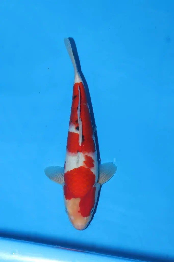 20 scherp geprijsde Sakai Fish Farm Kohaku en Sanke aangekomen in Marum, foto 9