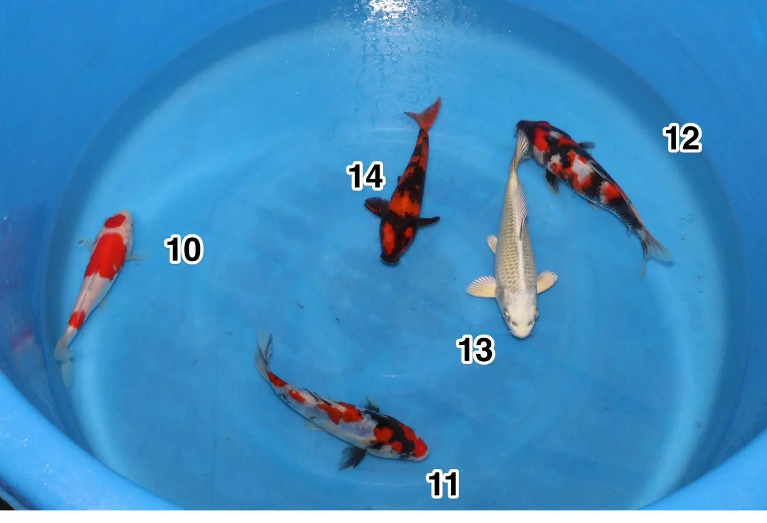 Een schepje er bovenop! Azukari OK, spanning bij Nogami en kilo’s Koi bij Kase, foto 4