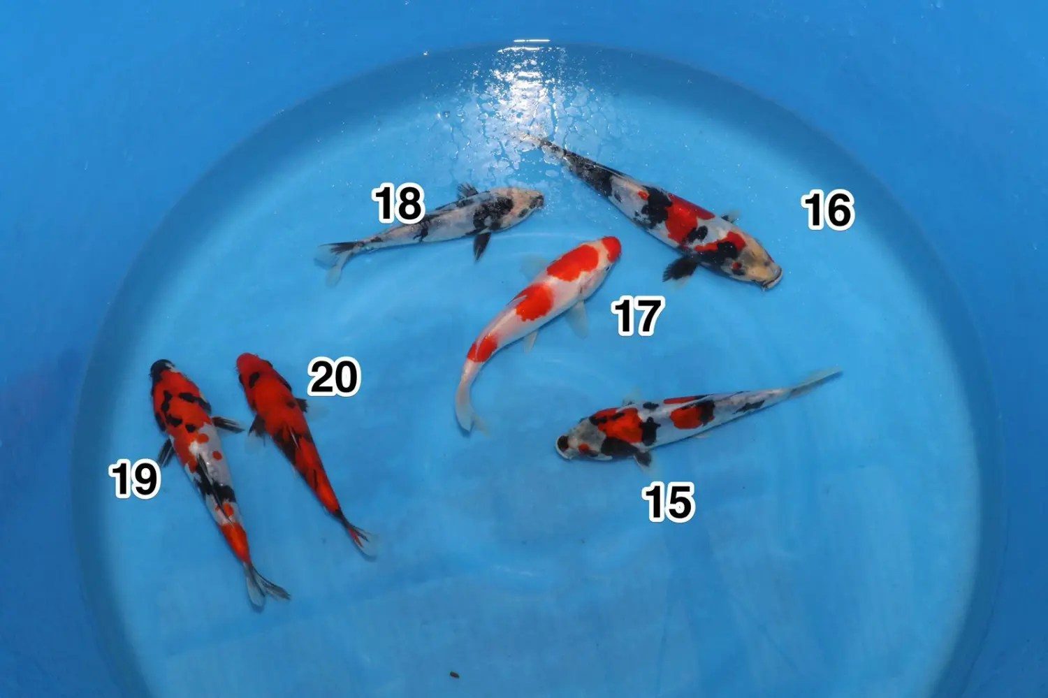Een schepje er bovenop! Azukari OK, spanning bij Nogami en kilo’s Koi bij Kase, foto 5